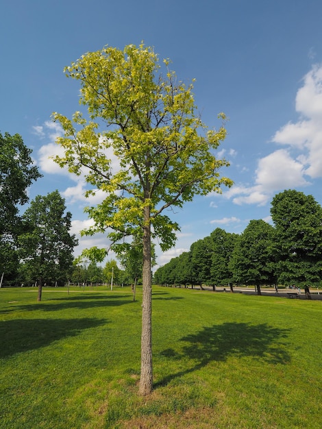 Platane (Platanus)