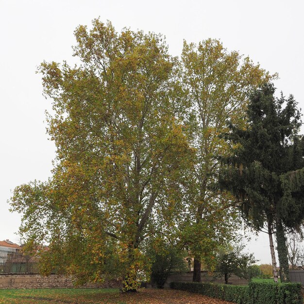 Platane (Platanus)