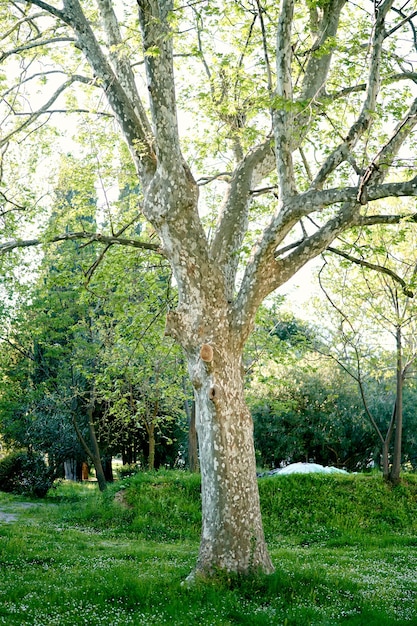 Platane tentaculaire sur une pelouse verte