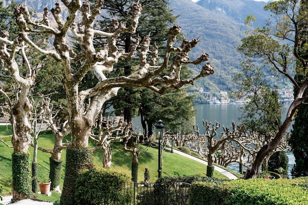 Platanes couverts de lierre dans le parc de la villa balbianello italie