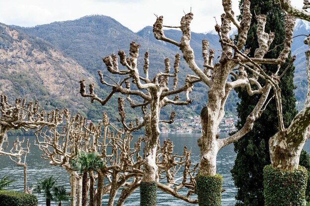 Platanes couverts de lierre sur la terrasse de la villa balbianello italie