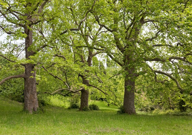 Platanes majestueux sur clairière d'été verte.