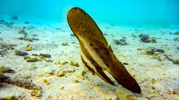 platax dans le lagon, plongée en apnée aux Maldives.