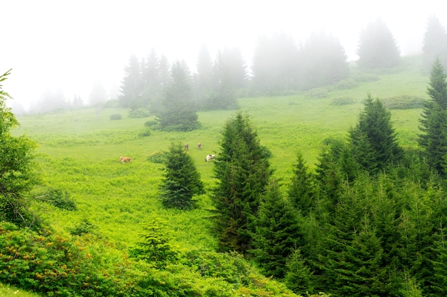 Plateau brumeux Highland avec Giresun - Turquie