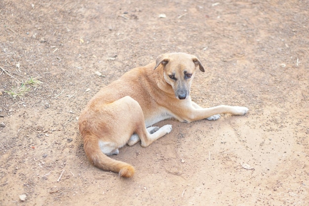 Plateau chien dormir sur la route