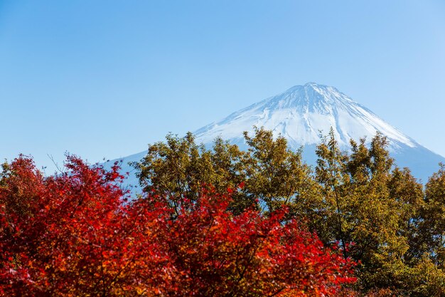 Photo plateau de koyodai