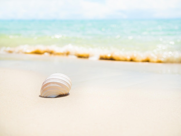 plateau de la mer sur la plage de sable mer bleue