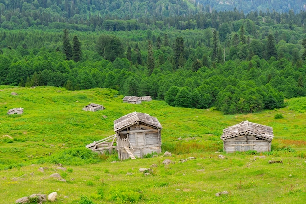 Plateau de montagne d'été Highland avec Gorgit, Artvin, Turquie