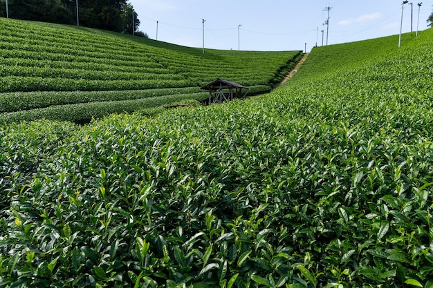 Plateau des plantations de thé