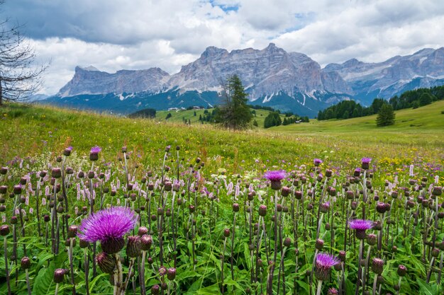 Le plateau de Pralongia au coeur des Dolomites, entre Corvara et San Cassiano