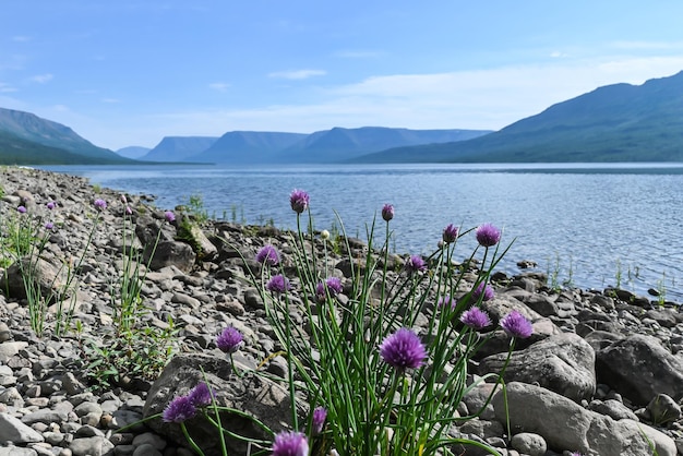 Plateau de Putorana un lac de montagne