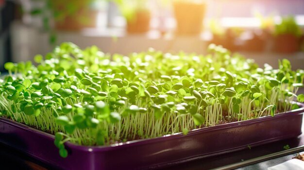 plateaux avec des microgreens en gros plan sur la tableAI IA générative