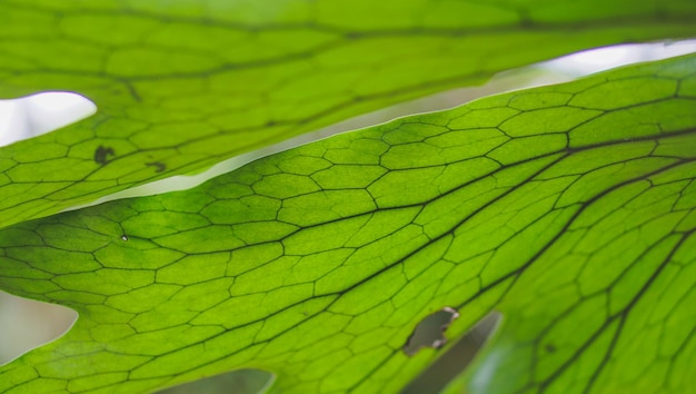 Platycerium vert texture feuille gros plan