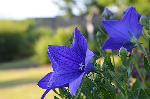 Le platycodon bleu a fleuri dans le jardin