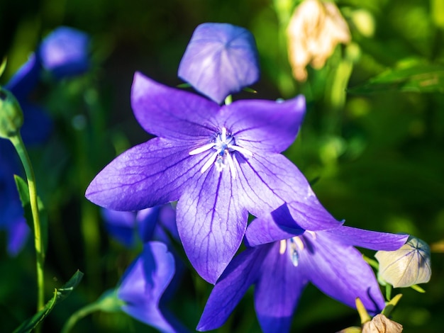 Platycodon Fuji Blue Bell fleur Campanule