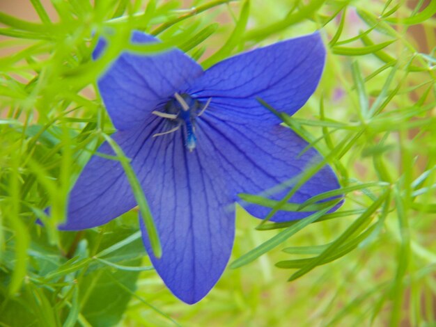 Platycodon grandiflorum