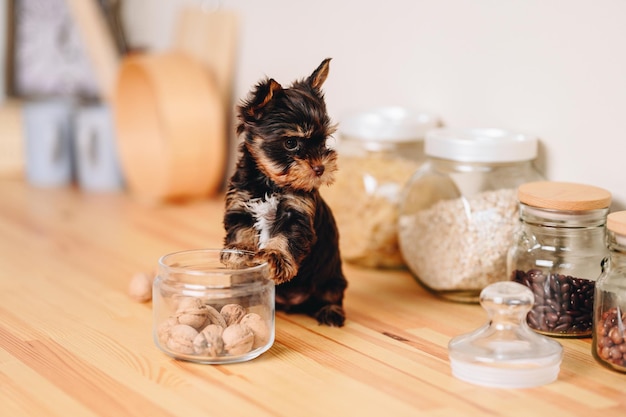 Playful Yorkshire Terrier Puppy est assis sur une table de cuisine avec ses pattes reposant sur un bocal en verre