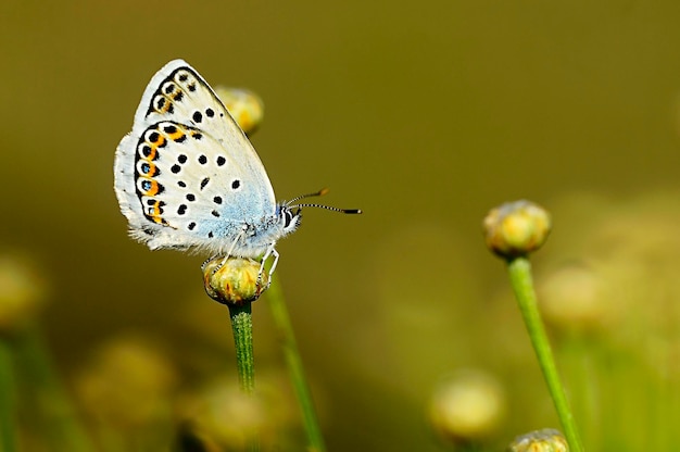 Plebejus argus ou petit papillon à museau est une espèce de papillon de la famille des lycaenidae