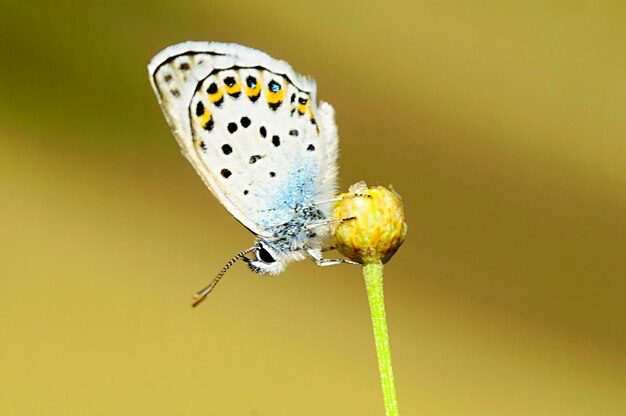 Plebejus argus ou petit papillon à museau est une espèce de papillon de la famille des lycaenidae