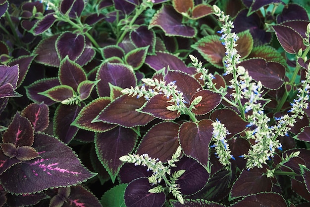 Plectranthus scutellarioides Coleus plante qui fleurit dans le jardin