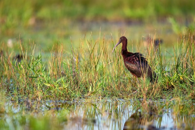 Plegadis falcinellus ou ibis brillant dans son habitat naturel