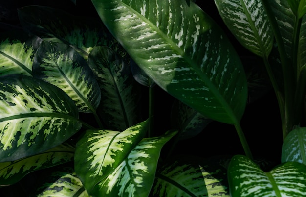 Plein cadre de feuille verte