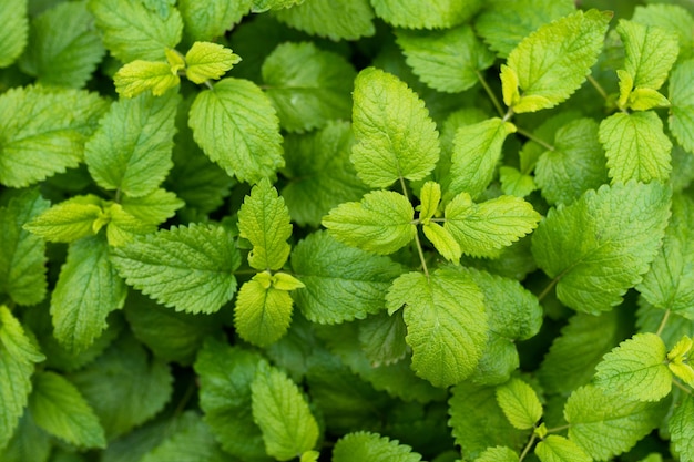 Plein cadre de feuilles de menthe baume vert frais