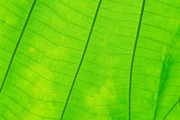 Plein cadre tourné, texture de feuille comme arrière-plan.