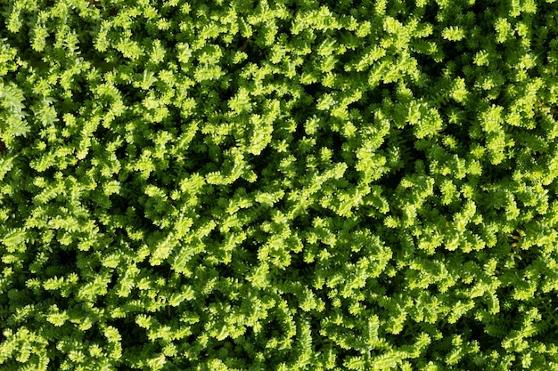 Plein cadre vert plante sedum feuilles feuillage nature fond vue de dessus jardin frais feuillage abstrait