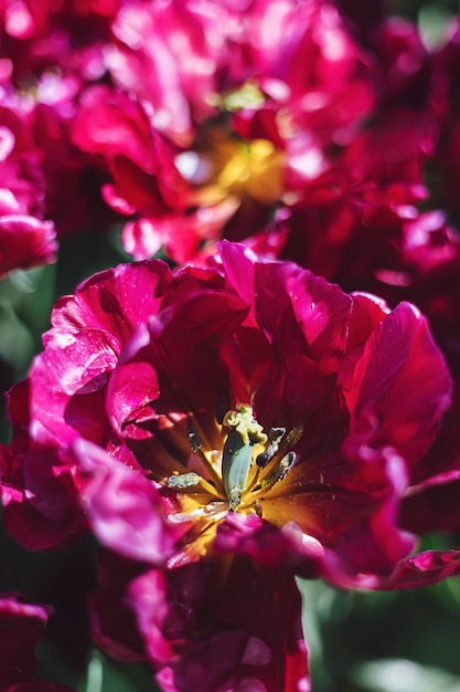 Plein champ de belle fleur de tulipe en fleurs violette rose ouverte avec fond de feuilles vertes sur une journée d'été ensoleillée sur une campagne Fond d'écran nature Entreprise de bulbes néerlandais Jardin de fleurs