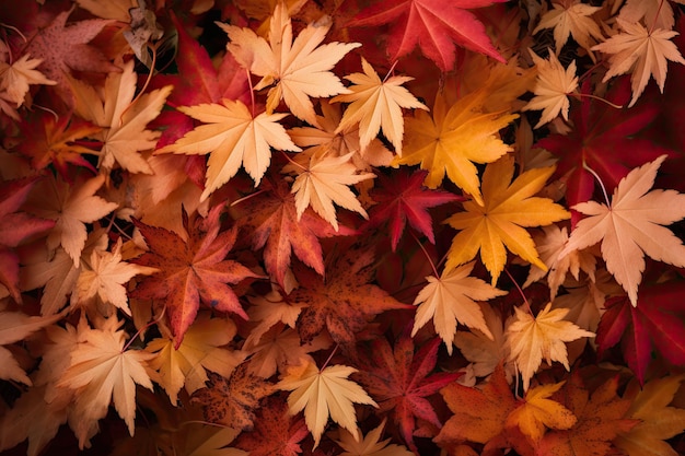 Plein de feuilles d'érable rouge sur le sol