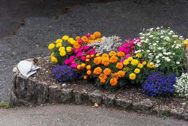 Un plein lit de fleurs contenant des fleurs rose jaune bleu et orange Grindewald Alpes Suisse Suisse