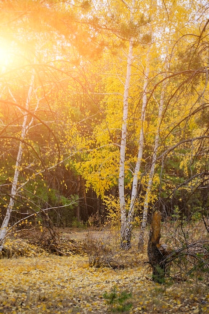 Plein soleil dans la forêt de pins et de bouleaux d'automne