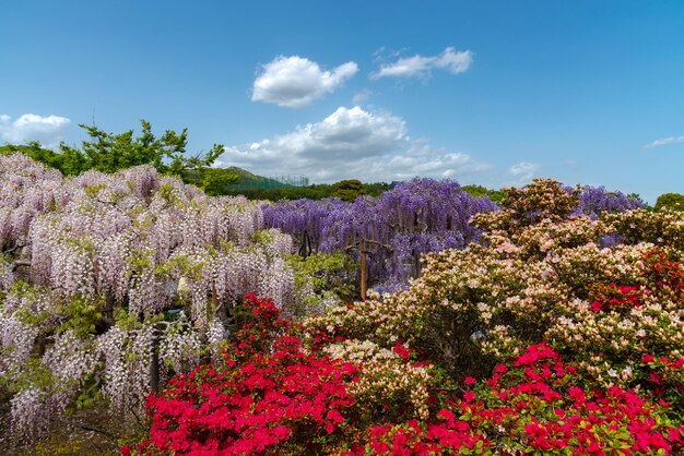 Pleine floraison d'arbres en fleurs de glycine et d'azalées indiennes Rhododendron simsii fleurs au printemps