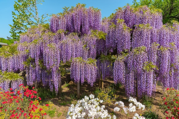 Pleine floraison d'arbres en fleurs de glycine et d'azalées indiennes Rhododendron simsii fleurs au printemps