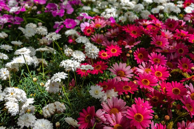 Pleine floraison de chrysanthème blanc violet rose sur fond vert au printemps