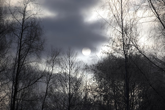 Photo la pleine lune dans un ciel nuageux entourée d'une dense canopée d'arbres aux branches entrelacées