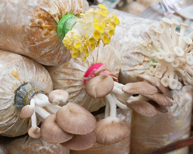 Pleurotes et champignons dorés poussant dans une ferme