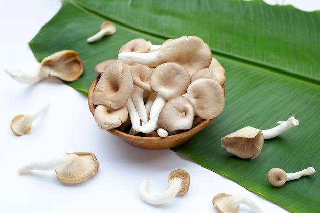 Pleurotes Frais Dans Un Bol En Bois