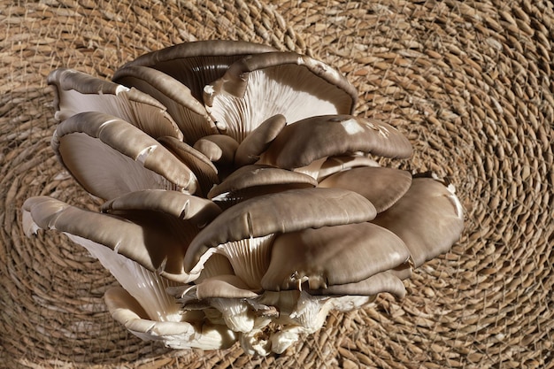 Pleurotes frais sur une doublure en paille sur la table produits naturels de la vue de dessus du marché fermier avec espace de copie