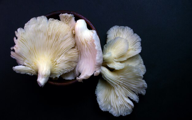 Pleurotus ostreatus, le pleurote ou le champignon de l'huître, un champignon comestible commun sur fond gris foncé