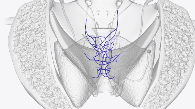 Photo le plexus veineux rectal ou plexus hémorroïde est le plexus vèneux entourant le rectum