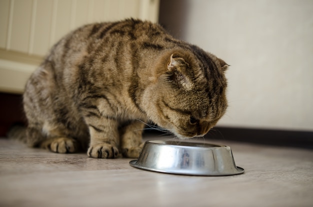 Le pli écossais mange des aliments secs dans un bol