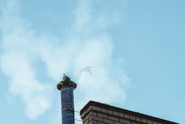 A plongé sur la cheminée au-dessus du ciel bleu vif dans un nuage de vapeur ou de fumée avec copie espace. Un petit pigeon agita ses ailes. Ciel clair au-dessus du toit avec la silhouette de deux oiseaux.