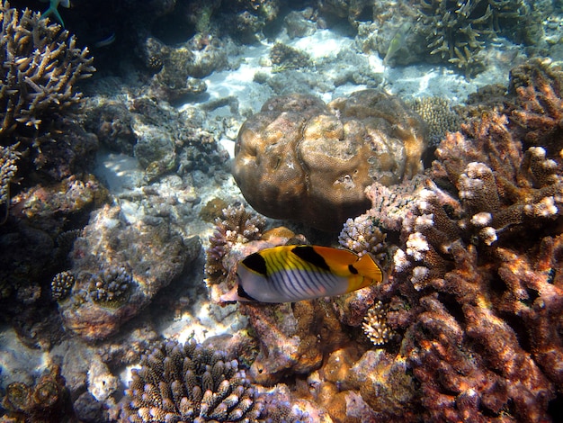 Plongée en apnée dans les îles Maldives