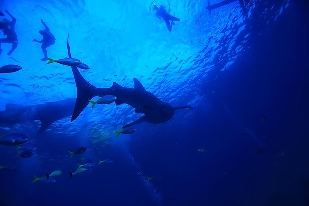 plongée en apnée requin-baleine / Philippines, plongée avec les requins, scène sous-marine