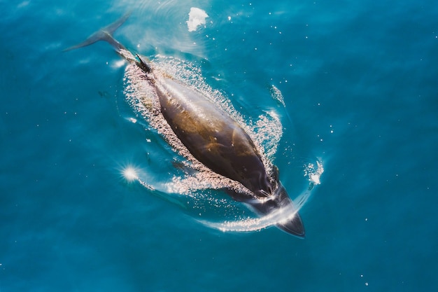 Plongée aux baleines dans les eaux antarctiques