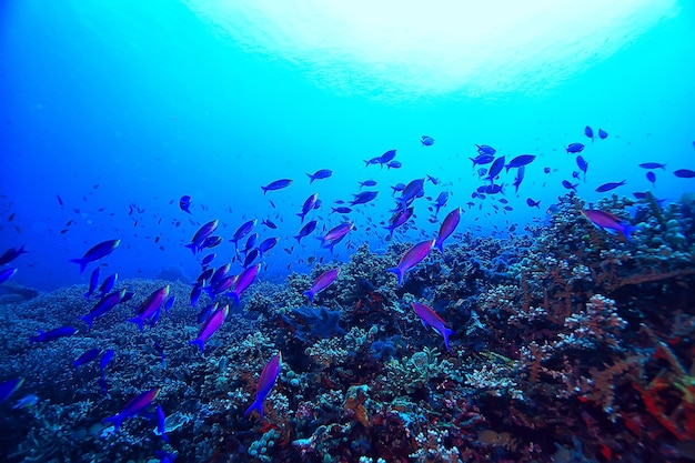 plongée dans l'eau / scène de mer, repos dans l'océan, faune sous l'eau