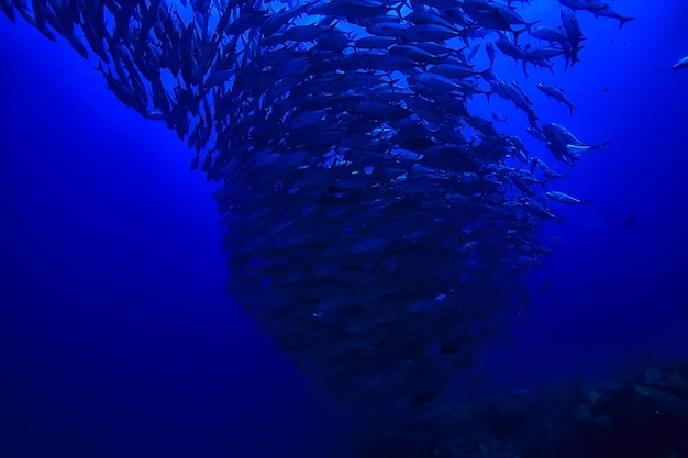 plongée dans l'eau / scène de mer, repos dans l'océan, faune sous l'eau