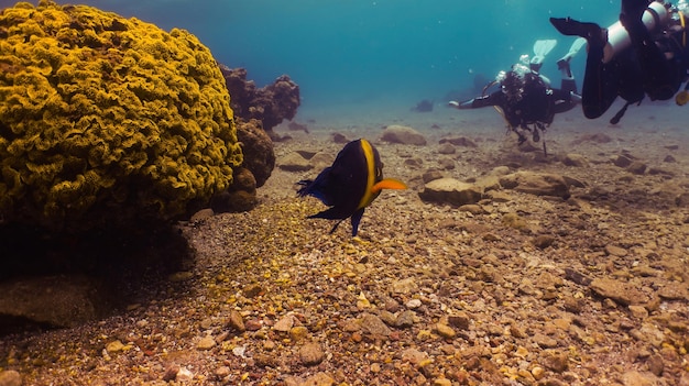 Plongée sous-marine en mer Rouge